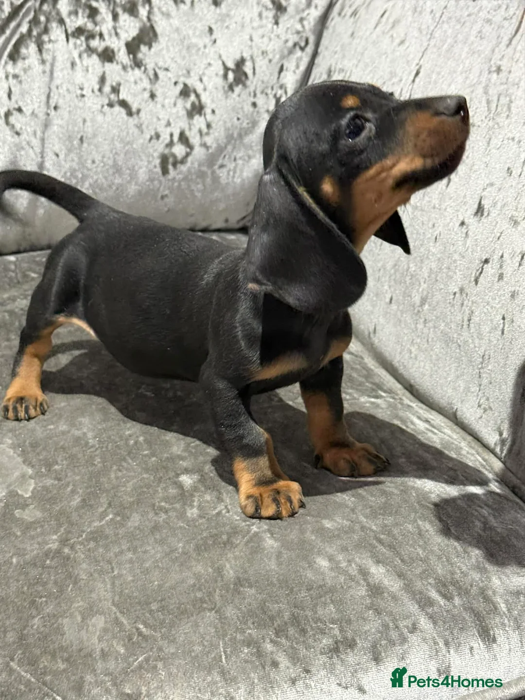 Miniature Dachshund dogs for sale: Miniature Dachshund - Advert 2