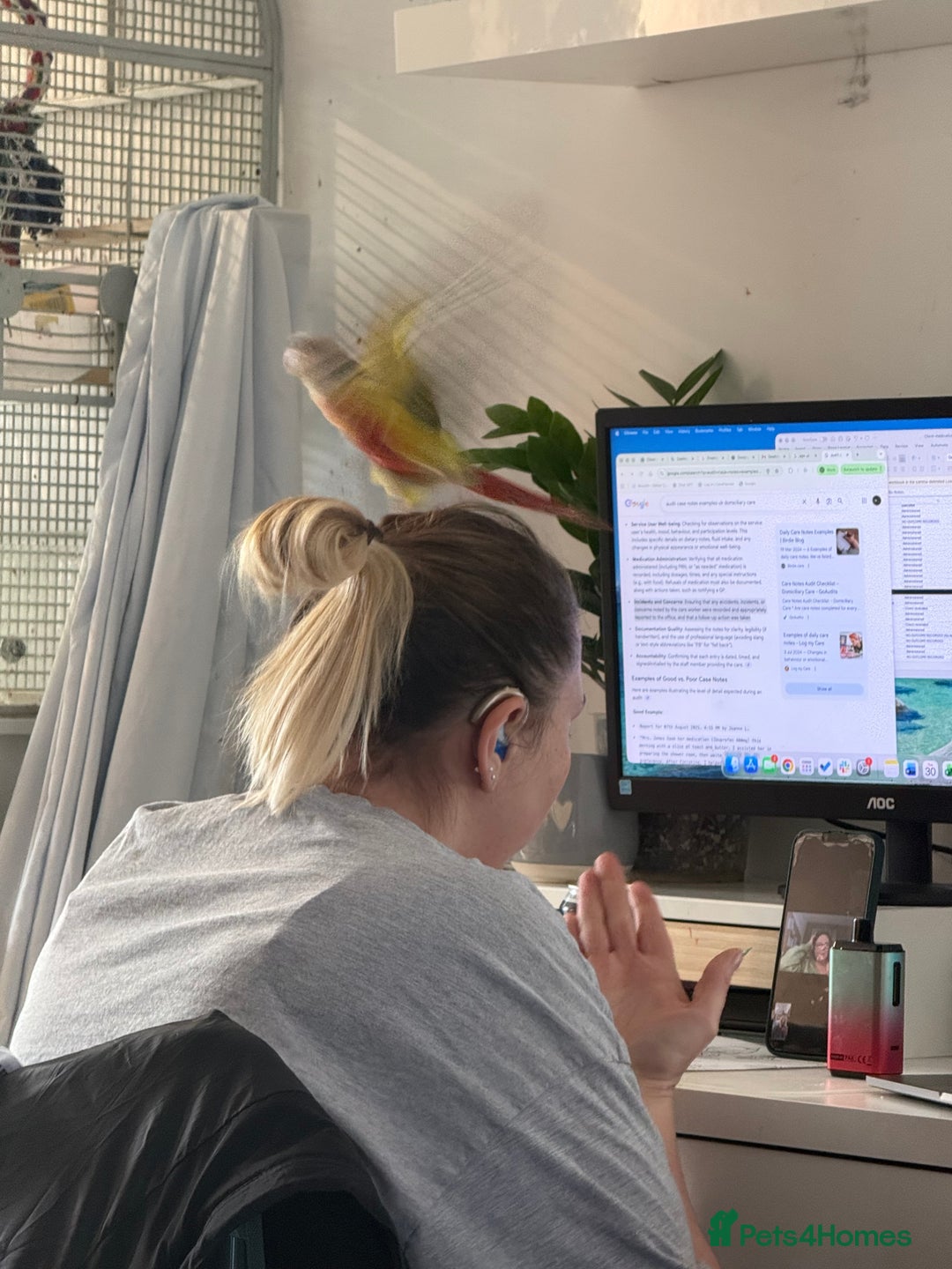 Conures birds for sale: Pair pineapple count - Advert 2