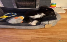 Border Collie dogs for sale: Meet Enzo - Image 3