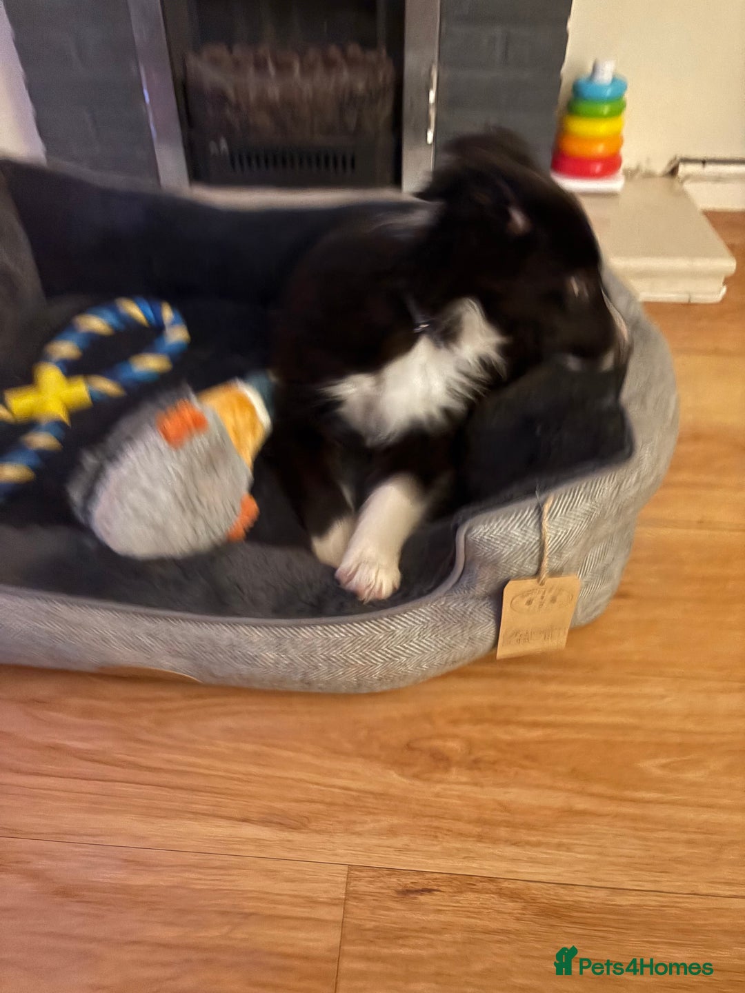 Border Collie dogs for sale: Meet Enzo - Image 3