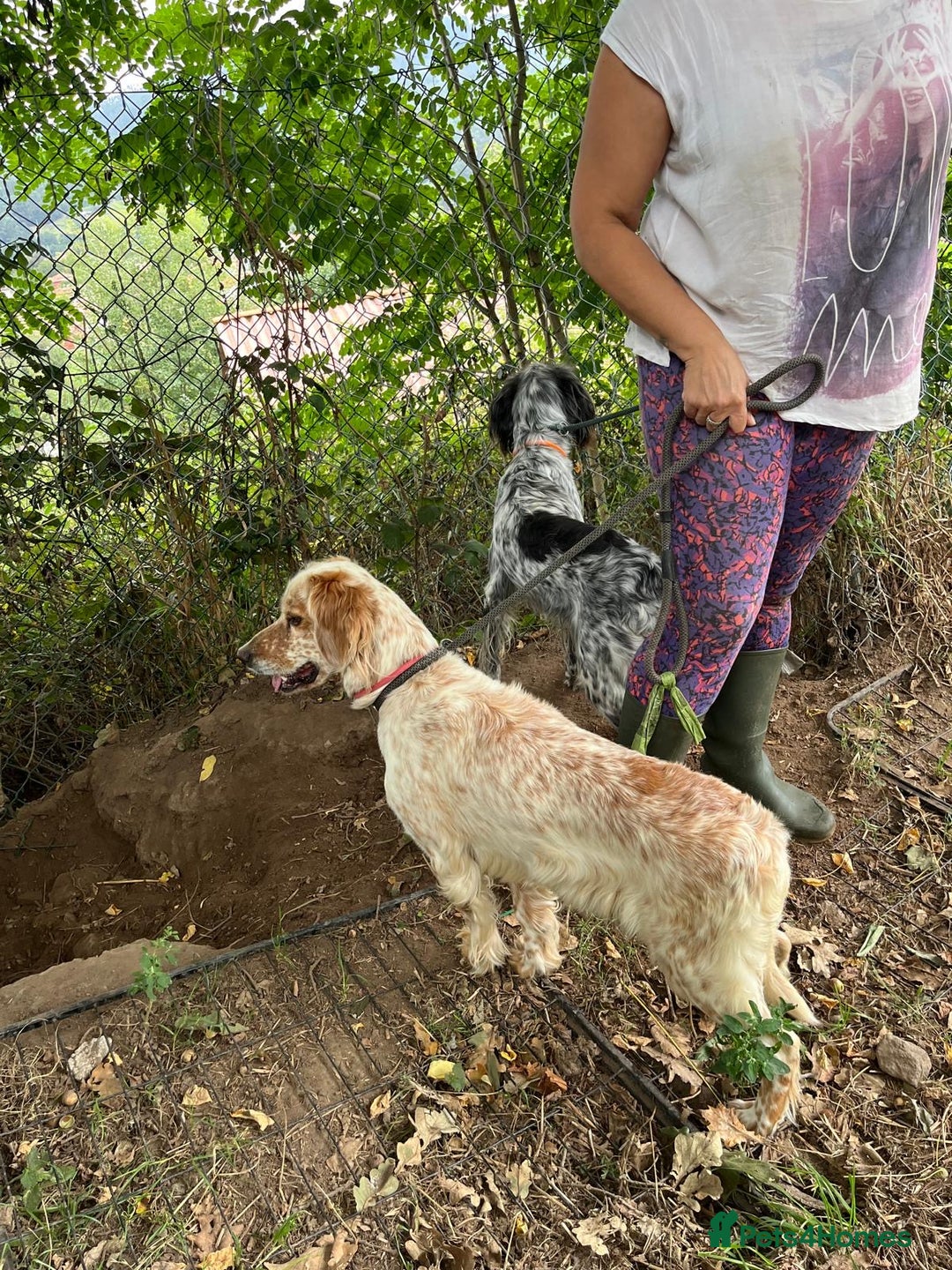 English Setter dogs for adoption: Quba  - Image 5