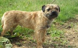 Border Terrier dogs for stud: Kc Proven border terriers for stud slem clear in Belper - Image 2