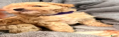 Maltipoo 4