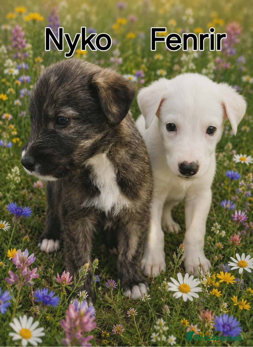Lurcher dogs Beautiful Lurcher pups - Advert 3