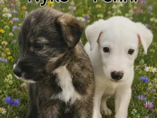 Lurcher dogs Beautiful Lurcher pups - Advert 3