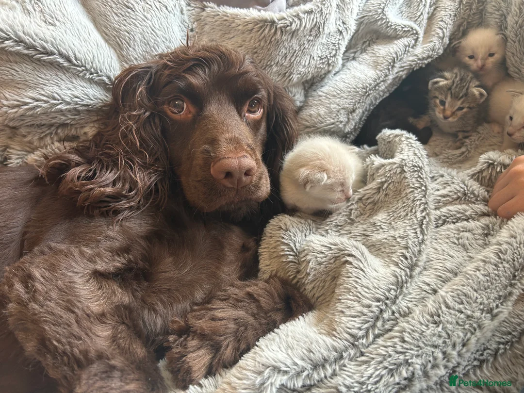 Cocker Spaniel dogs for sale: Stunning cocker spaniel pups - Advert 25
