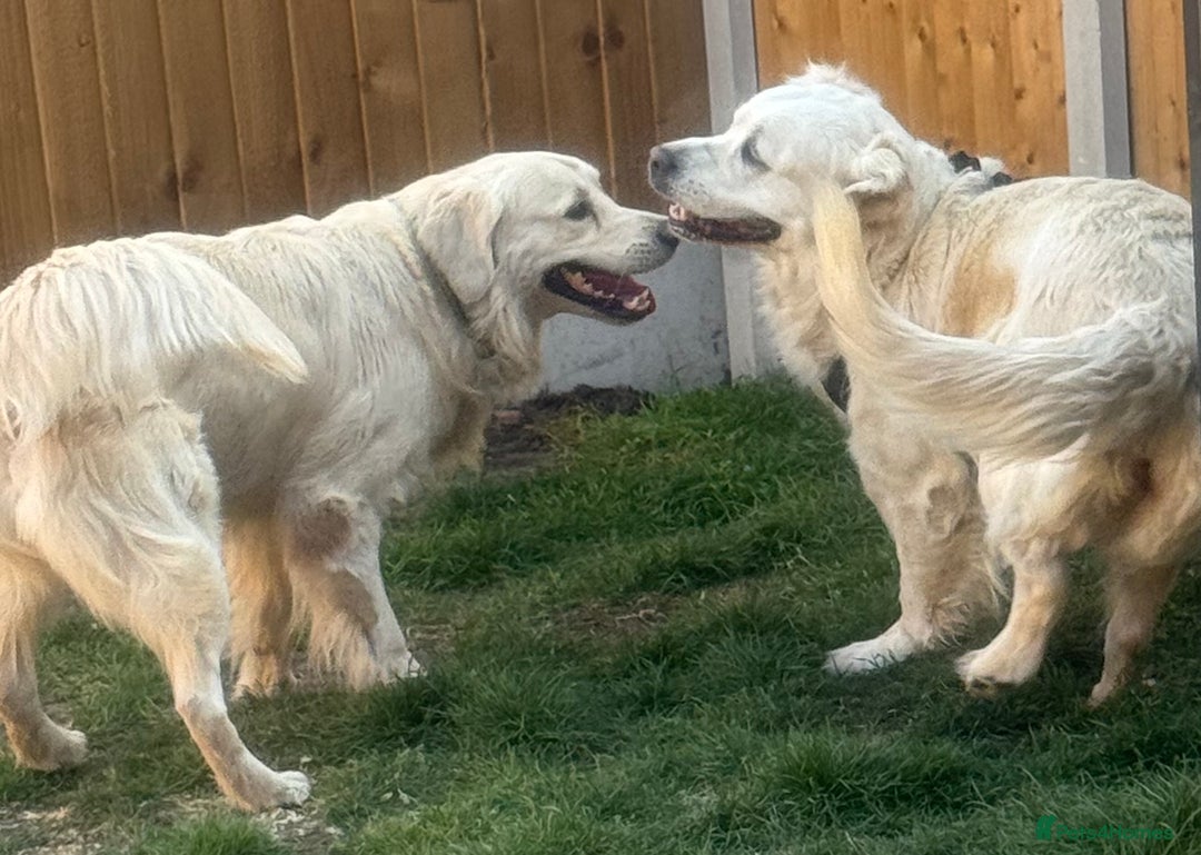 Golden Retriever dogs for sale: Golden Retriever Puppies 4 boys & 3 girls  - Image 8