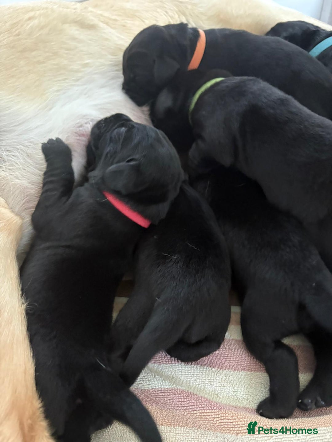 Labrador Retriever dogs for sale: Family-Raised Labrador Pups from Therapy Dog Mum - Image 3