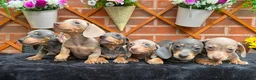 Miniature Dachshund dogs for sale: READY NOW FULLY VAX MINI 4 BOYS KC REG PRA CLEAR - Advert 8