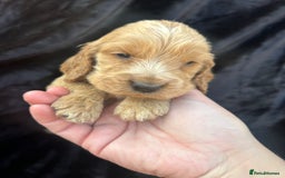 Cocker Spaniel dogs for sale: Cocker spaniel puppys - Image 8