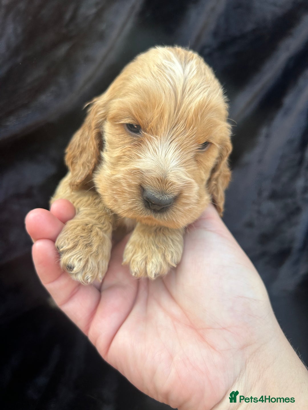 Cocker Spaniel dogs for sale: Cocker spaniel puppys - Image 8