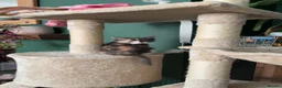 Mixed Breed cats for sale: Our chocolate kitties!!! in Cardiff - Advert 15