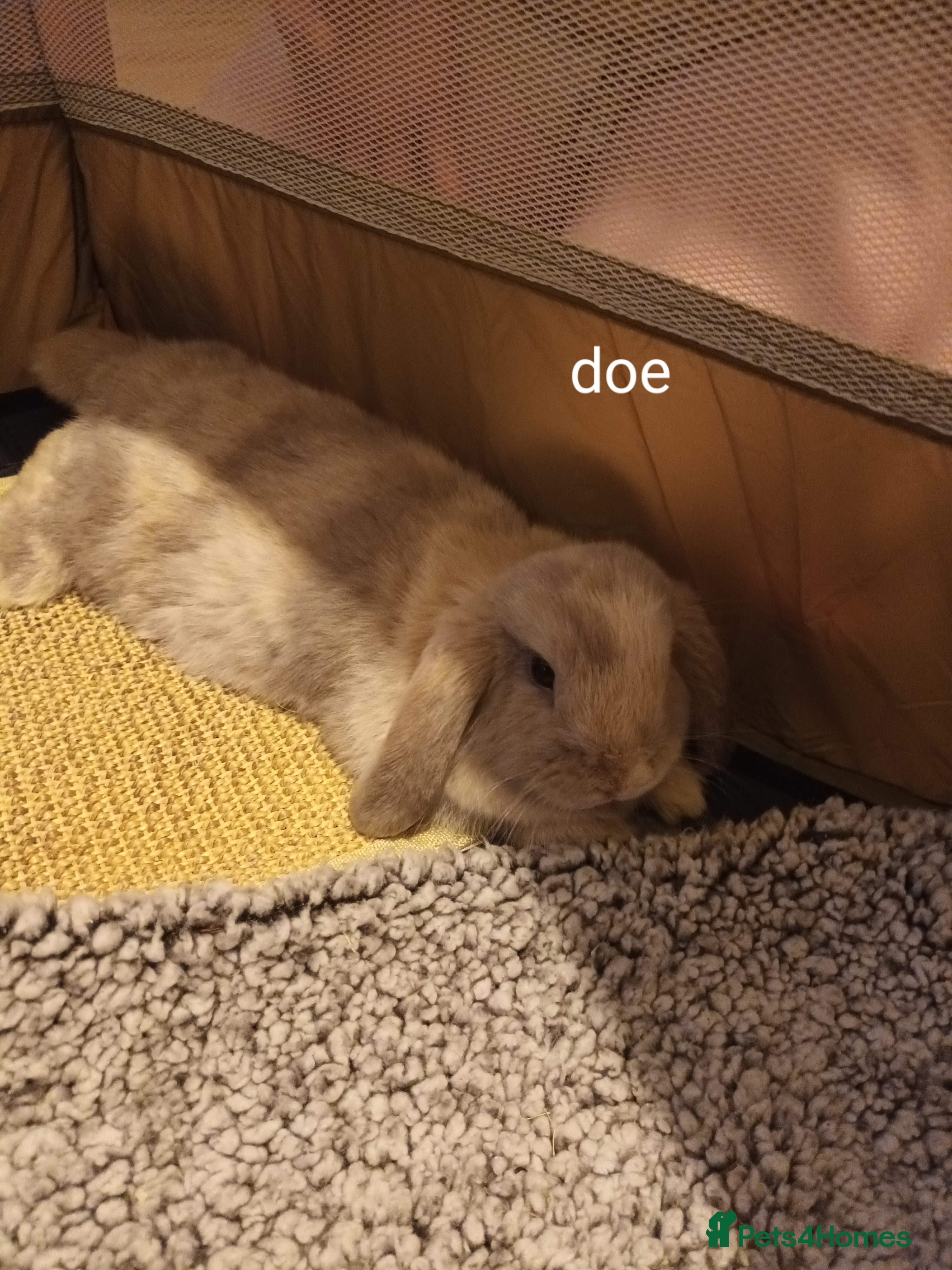 Mini Lop rabbits Minilop rabbits for sale. - Advert 1
