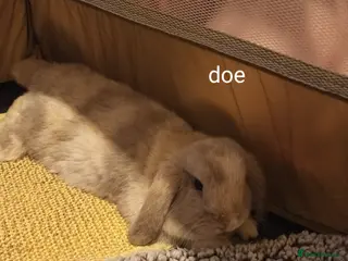 Mini Lop rabbits Minilop rabbits for sale. - Advert 1