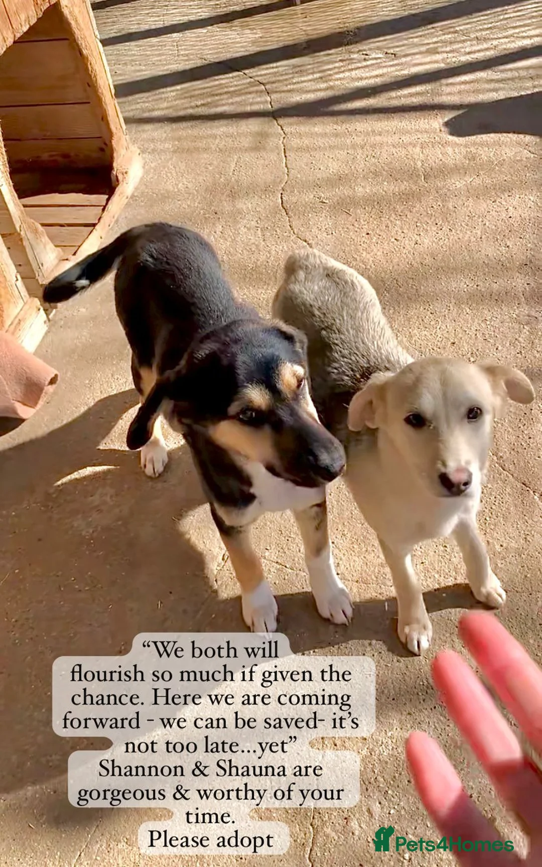 Mixed Breed dogs for adoption: Shauna, 6 months approx. Available for adoption. - Advert 2