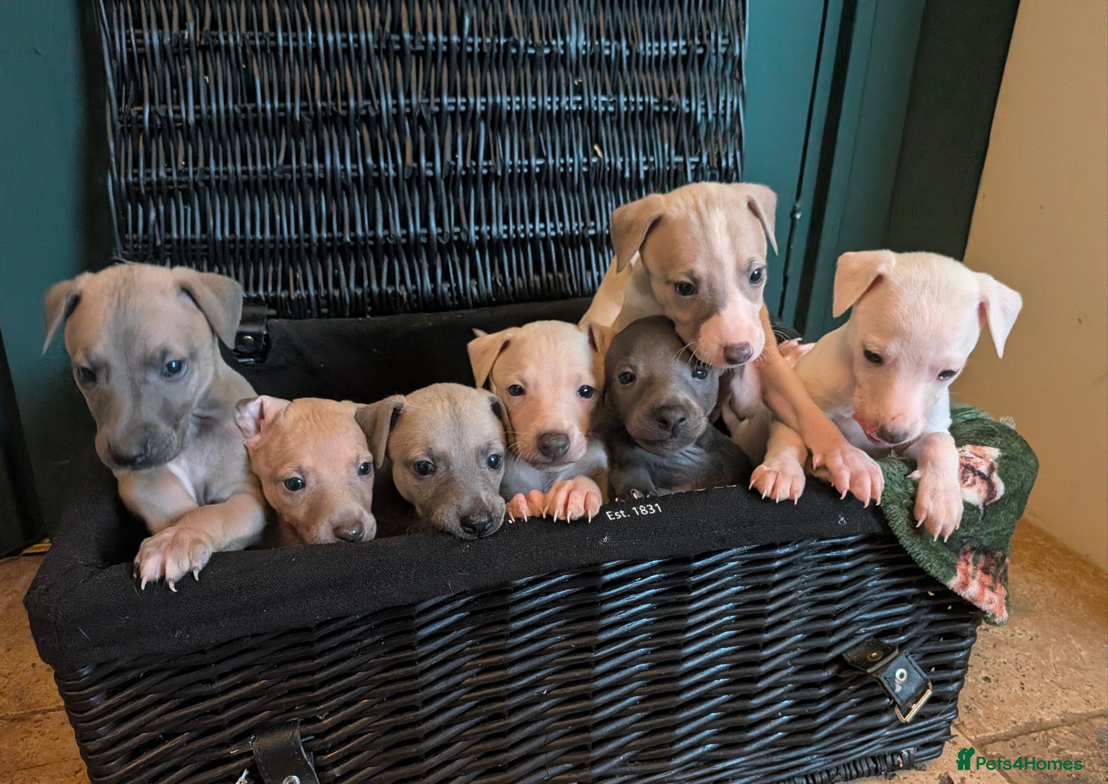 Italian Greyhound dogs Beautiful IGGY Puppies  - Advert 1