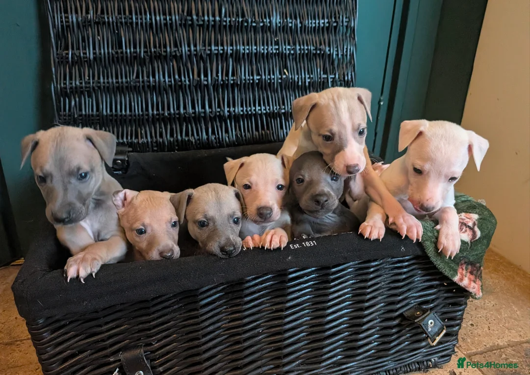 Italian Greyhound dogs for sale: Beautiful IGGY Puppies  - Advert 1