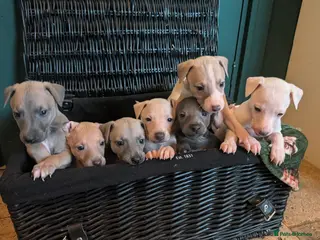 Italian Greyhound dogs Beautiful IGGY Puppies - Advert 1