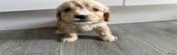 Cavapoo dogs for sale: Cavapoo’s  - Advert 2