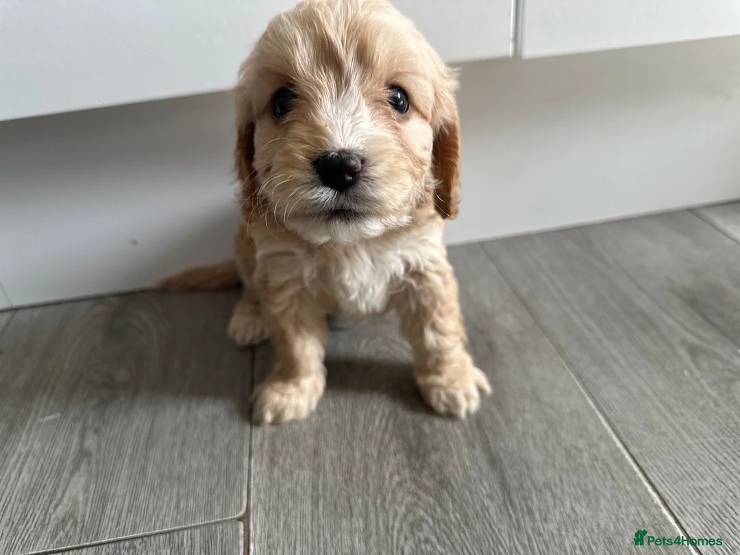 Cavapoo dogs for sale: Cavapoo’s  - Advert 2