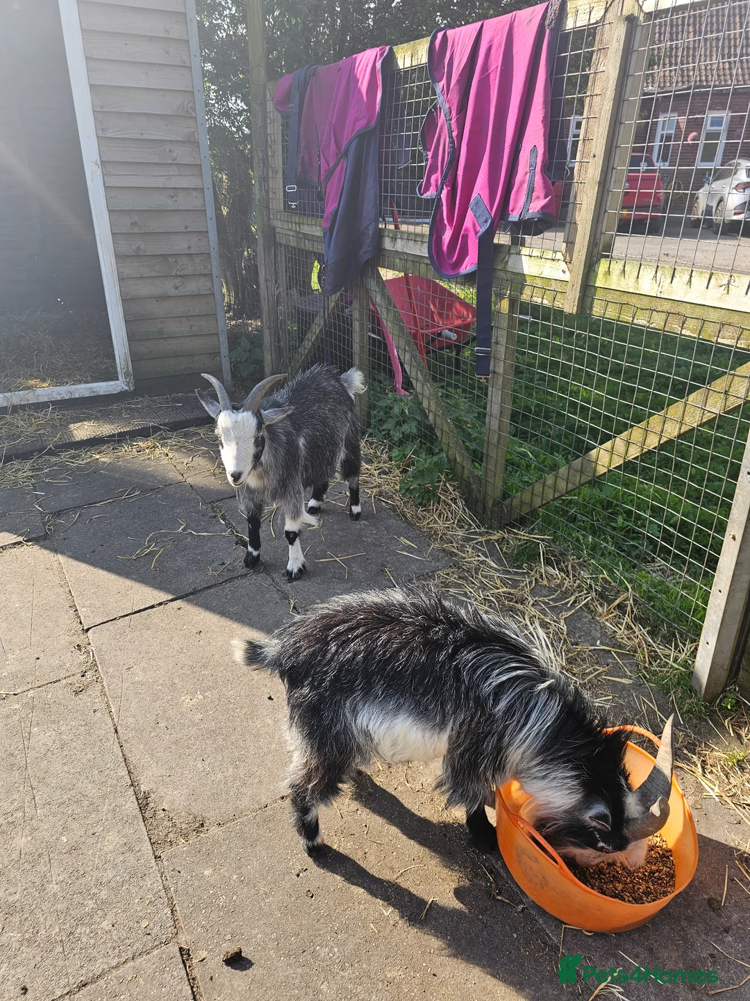 Goats livestock for sale: Intact billy very friendly  - Advert 3