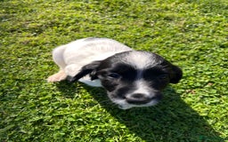 English Springer Spaniel dogs for sale: KC Springer Spaniel Puppies - Image 11
