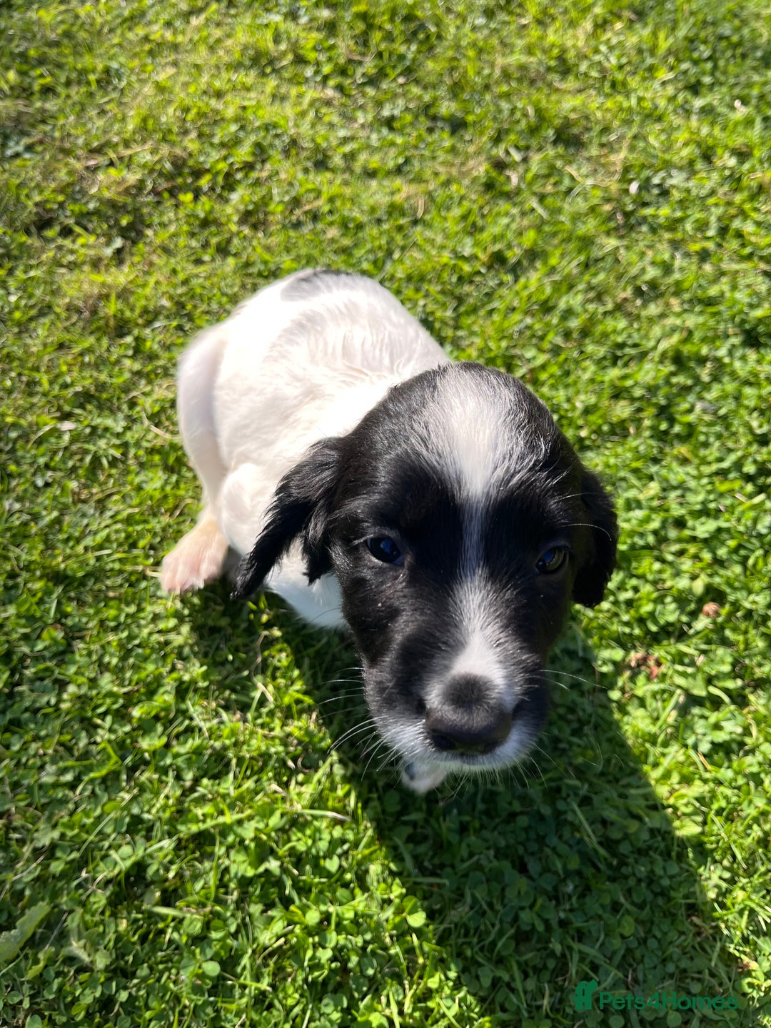 English Springer Spaniel dogs for sale: KC Springer Spaniel Puppies - Image 11