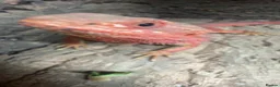 Bearded Dragon reptiles for sale: Red Hypo Leatherback Bearded Dragon - Advert 4