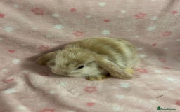 Mini Lop rabbits for sale: Mini Lop bunnies (3 Girls, 1 Boy) Ready to go - Image 15