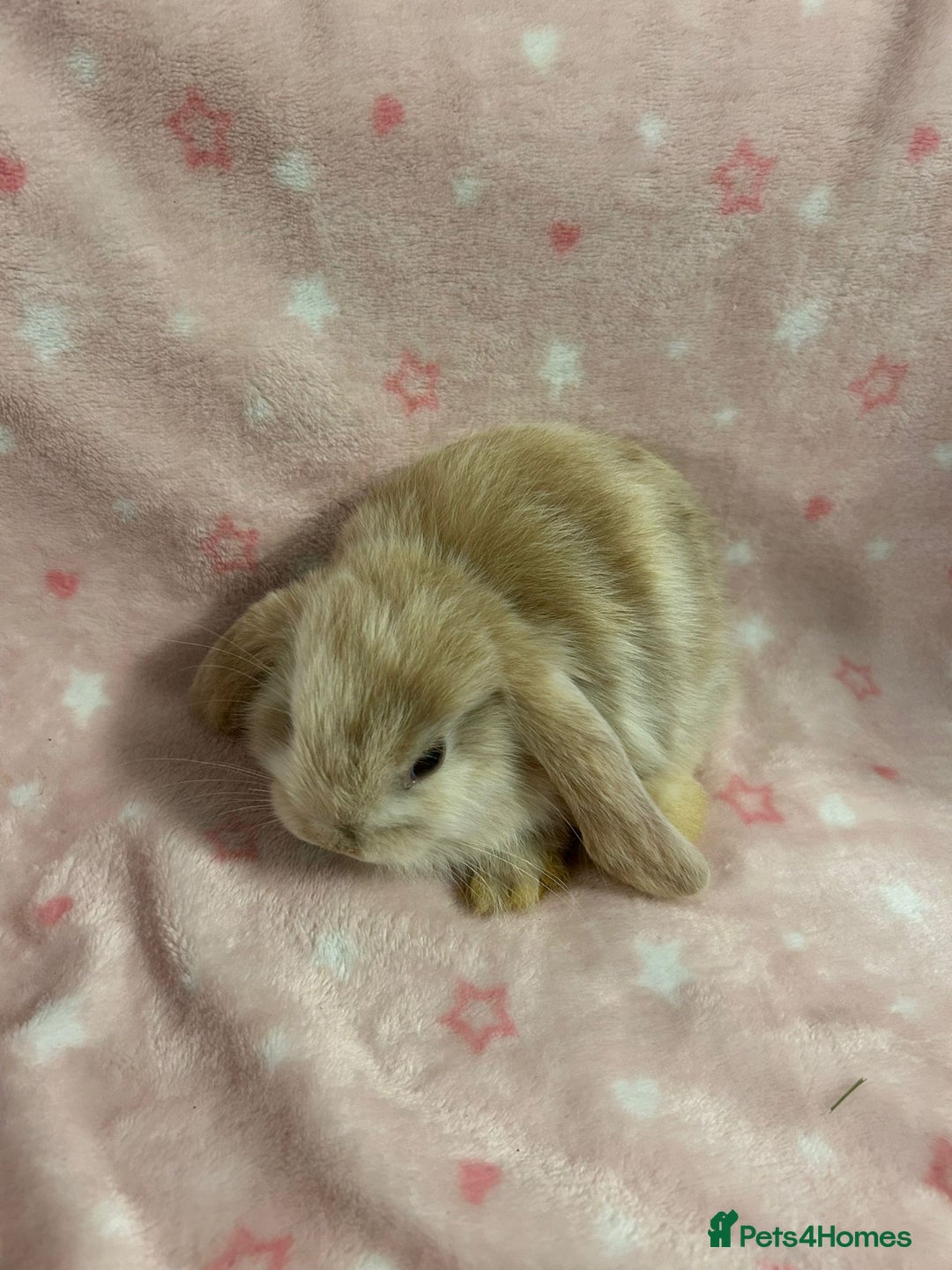 Mini Lop rabbits for sale: Mini Lop bunnies (3 Girls, 1 Boy) Ready to go - Image 15