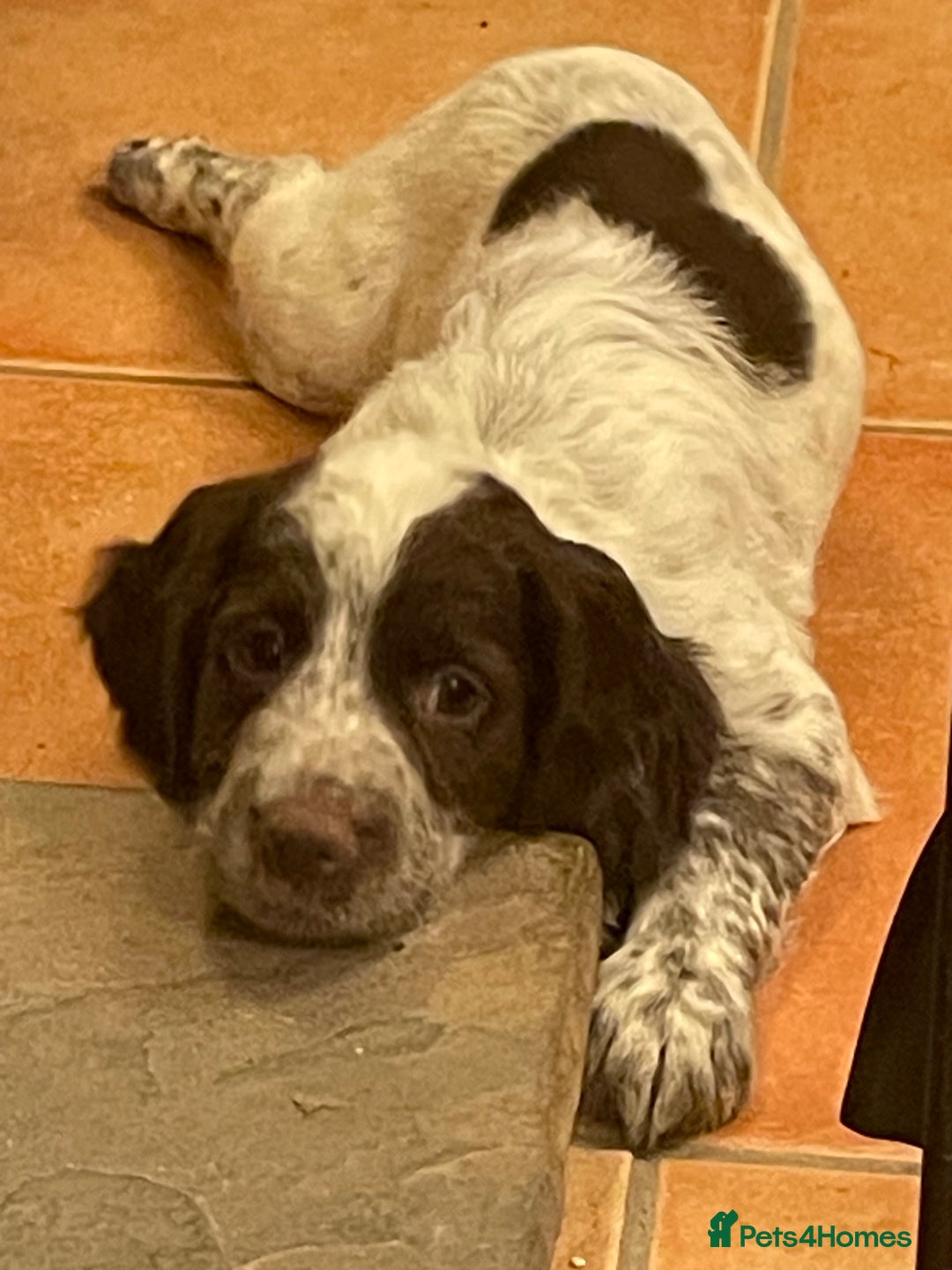 Cocker Spaniel dogs for sale: Cocker spaniel puppies - Advert 3