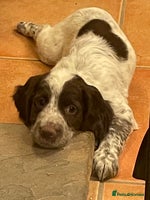 Cocker Spaniel dogs Cocker spaniel puppies - Advert 16