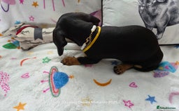 Miniature Dachshund dogs for sale: Shorthaired Minature Daschunds READY TO LEAVE NOW - Image 7
