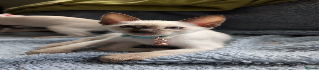 Siamese Kitten 2