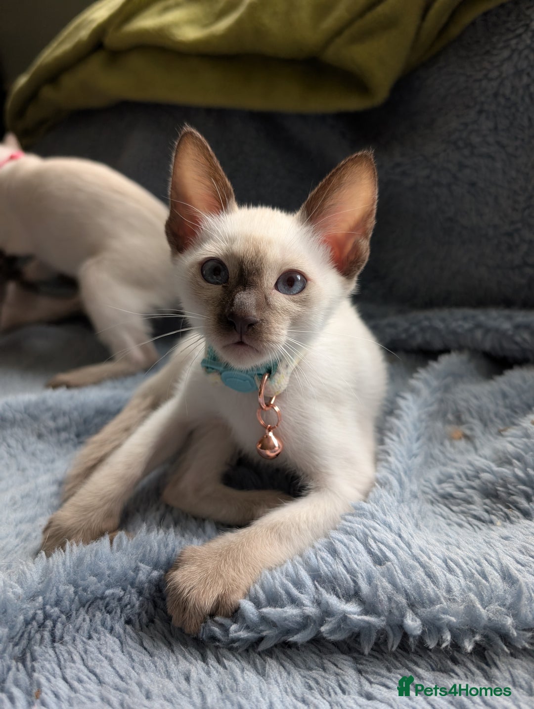 Siamese cats for sale: 2 Kittens available  - Image 6