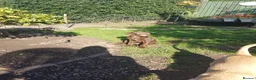 Labrador Retriever dogs for sale: Adorable KC Reg Labrador puppies  - Advert 15