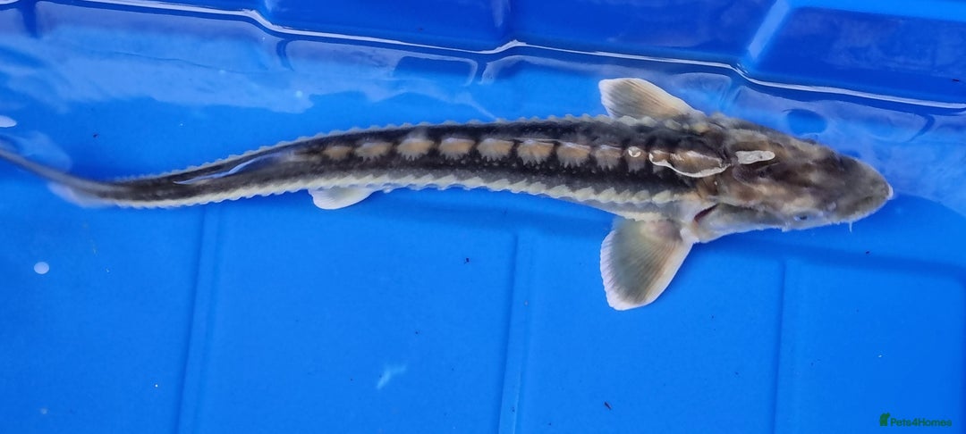Pond Fish fish for sale: Albino & White Edge Sterlets and Diamond Sturgeon - Advert 1