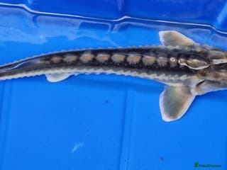 Pond Fish fish Albino & White Edge Sterlets and Diamond Sturgeon - Advert 4