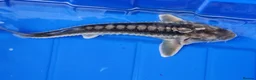 Pond Fish fish for sale: Albino & White Edge Sterlets and Diamond Sturgeon - Advert 1