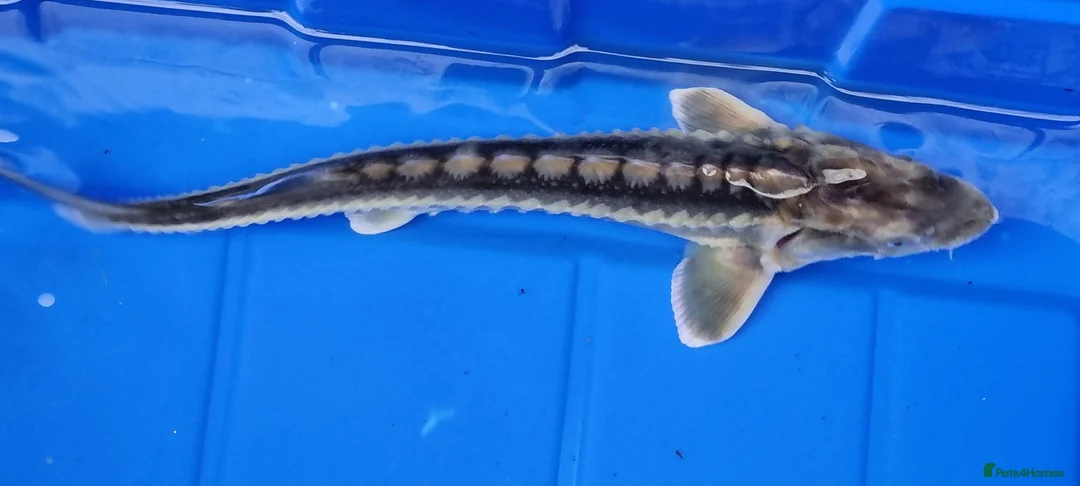 Pond Fish fish for sale: Albino & White Edge Sterlets and Diamond Sturgeon - Advert 1