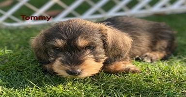 Miniature Dachshund dogs - Advert 6