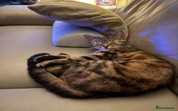 Domestic Shorthair cats for sale: I need a good loving forever home 🐾🐾 - Image 6
