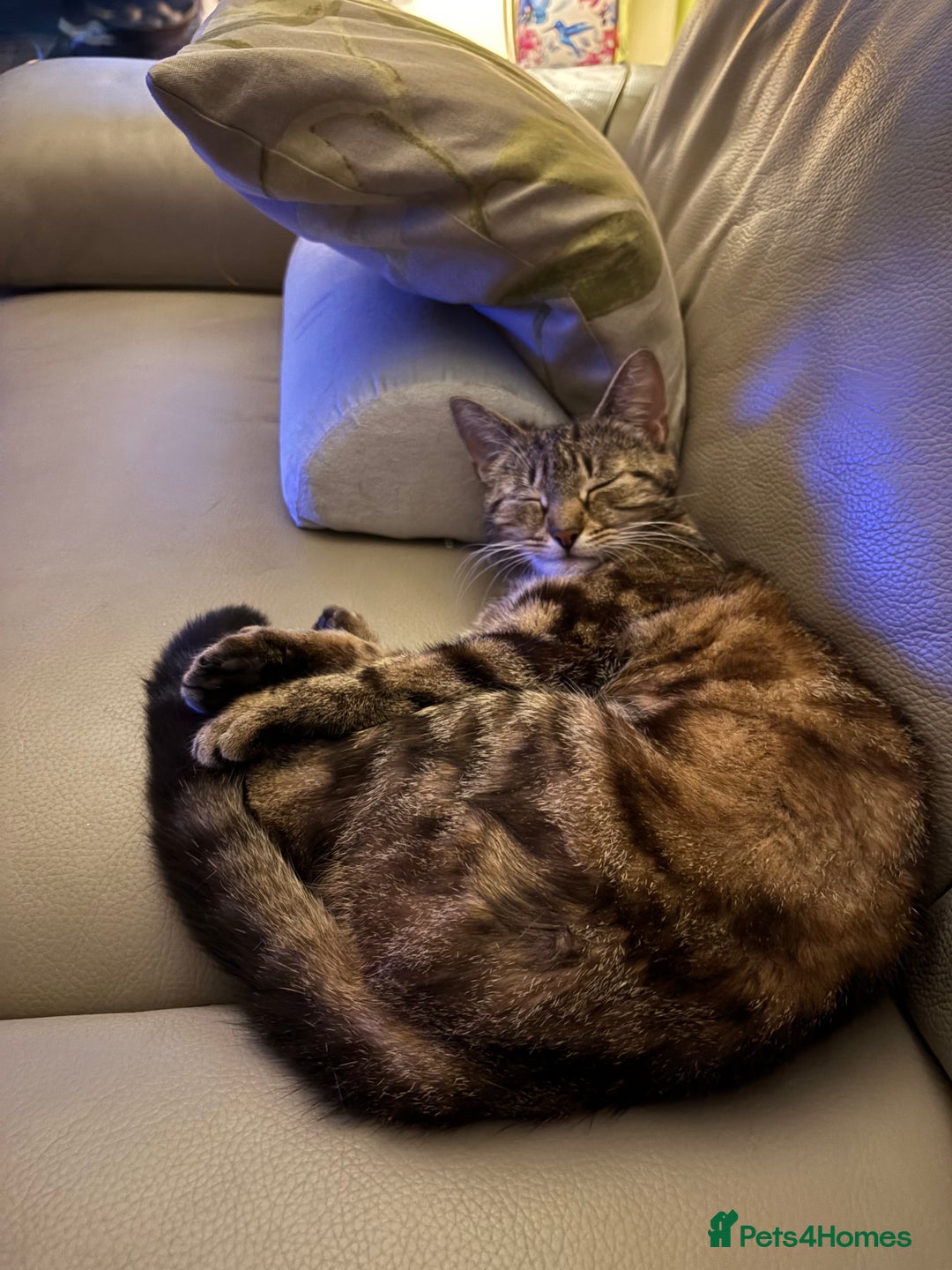 Domestic Shorthair cats for sale: I need a good loving forever home 🐾🐾 - Image 6
