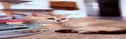 British Shorthair cats for sale: GCCF Registered Golden BSH Kittens | ny12 & by12 - Advert 17
