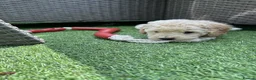 Cockapoo dogs for sale: Blonde beauties, ready to leave Sunday 💎🌸 - Advert 5