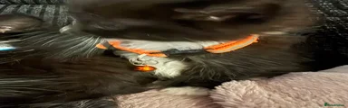 Mixed Breed 2