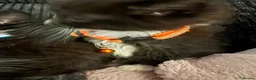Mixed Breed cats for sale: 6 playful kittens looking for their forever homes - Advert 10