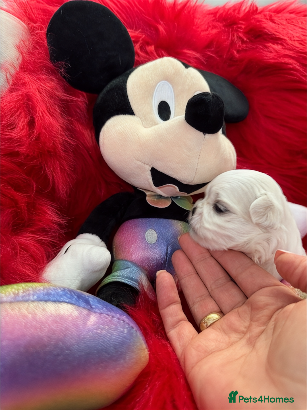 Maltese dogs for sale: 🌟Maltedoll Tiny Korean Maltese KC Reg🌟 - Image 3