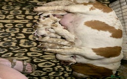 Basset Hound dogs for sale: Basset Hound Puppies - Image 11