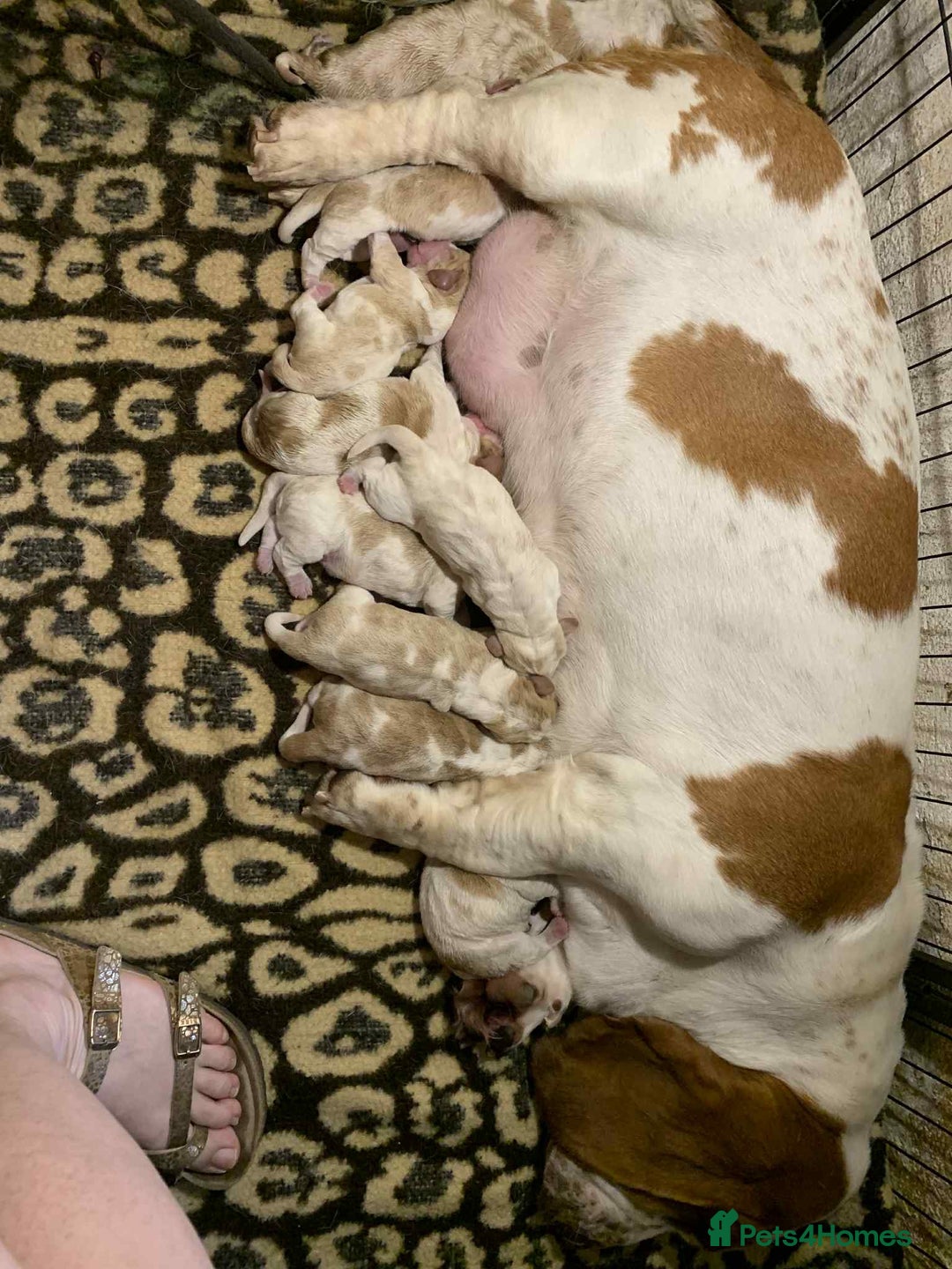 Basset Hound dogs for sale: Basset Hound Puppies - Image 11